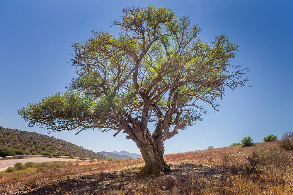 Argan Tree.jpg