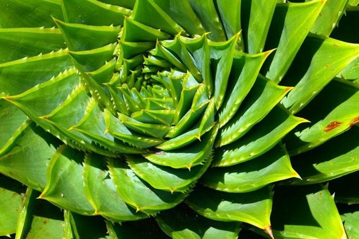 Aloe vera